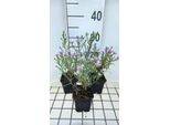 6 X Aster Eric. Blue Wonder' - Astro Autunnale - Vaso 9 X 9 Cm