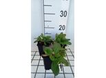6 X Bergenia Hybr. 'Silberlicht' - Pseudodictamnus - Topf 9 X 9 Cm