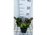 6 X Bergenia Hybr. 'Baby Doll' - Pseudodictamnus - Vaso 9 X 9 Cm