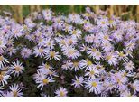 6 X Aster Pyrenaeus 'Lutetia' - Astro Autunnale - Vaso 9 X 9 Cm