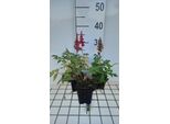 6 X Astilbe (A) 'Etna' - Magnifica Spirea - Vaso 9 X 9 Cm