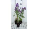 6 X Aster N.-B. 'Schoene Von Dietlikon' - Aster Autunnale - Vaso 9 X 9 Cm
