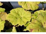 6 X Astilboides Tabularis (Rodgersia Tabularis) - Astilboides - Vaso 9 X 9 Cm