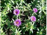 6 X Aster N.-A. 'Purple Dome' - Astro Autunnale - Vaso 9 X 9 Cm