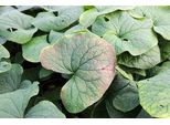 6 X Brunnera Sibirica - Nontiscordardime Del Caucaso - Vaso 9 X 9 Cm
