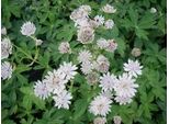 6 X Astrantia Major 'Alba' - Agrifoglio Stellato - Vaso 9 X 9 Cm