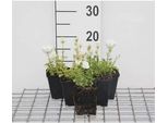 6 X Campanula Carp. 'White Clips' - Menta Di Montagna - Vaso 9 X 9 Cm