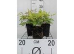 6 X Astilbe (A) 'Brautschleier' - Magnifica Spirea - Vaso 9 X 9 Cm