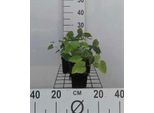 6 X Epimedium Perralchicum 'Frohnleiten' - Fiore Delle Fate - Vaso 9 X 9 Cm