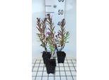 6 X Aster N.-A. 'Andenken An P. Gerber' - Astro Autunnale - Vaso 9 X 9 Cm