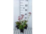 6 X Astrantia Major 'Pink Pride' - Ombrello A Stella - Vaso 9 X 9 Cm