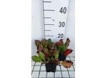 6 X Bergenia Hybr. 'Ouverture' - Pseudodictamnus - Vaso 9 X 9 Cm