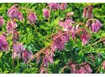 6 X Dicentra Formosa - Cuore Di Lacrima - Vaso 9 X 9 Cm