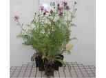 6 X Centaurea Dealbata - Spornblume - Topf 9 X 9 Cm