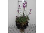 6 X Erysimum Hybr. 'Bowles Mauve' - Cavolo Delle Pareti - Vaso 9 X 9 Cm