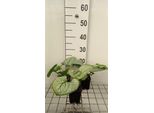 6 X Brunnera Macr. 'Silver Heart'® - Nontiscordardime Caucasico - Vaso 9 X 9 Cm