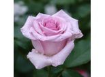 50 Pezzi Di Semi Di Fiori Di Rosa Rari - Pianta Ornamentale Esclusiva Per Il Giardino E La Decorazione