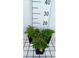 6 X Sedum Selskianum - Greaseleaf - Vaso 9 X 9 Cm