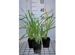 6 X Hemerocallis Hybr. 'Aten' - Taglilie - Topf 9 X 9 Cm