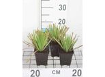 6 X Sisyrinchium Californicum - Erba Di Campo - Topf 9 X 9 Cm