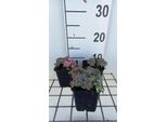 6 X Sedum Sieb. 'Mediovariegatum' - Pinguicola - Vaso 9 X 9 Cm