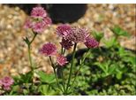 6 X Astrantia Major 'Roma'® - Ombrello A Stella - Vaso 9 X 9 Cm