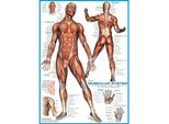 Eurographics Puzzle Del Sistema Muscolare 1000 Pezzi