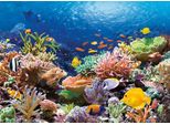 Castorland Puzzle Della Barriera Corallina 1000 Pezzi