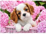 Castorland Puzzle Cucciolo Con Fiori Rosa 500 Pezzi