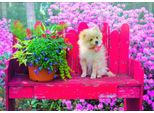 Puzzle Bluebird Cucciolo In Un Giardino Colorato - 500 Pezzi