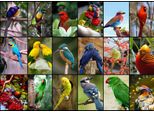 Puzzle Grafika Gli Uccelli Più Belli Del Mondo 1500 Pezzi