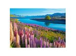 Puzzle 500 Lago Tekapo, Nuova Zelanda Castor