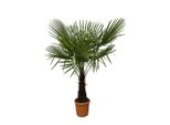 Everyplants Trachycarpus - 180 Cm, Ø 30 Cm