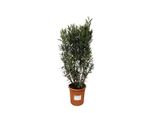Everyplants Nerium Oleander - 180 Cm, Ø40 Cm