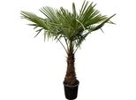 Everyplants Trachycarpus - 235 Cm, Ø45 Cm