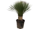 Everyplants Yucca Rostrata - 120 Cm, Ø 35 Cm