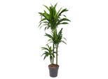 Everyplants Dracaena Janet Craig - 150 Cm, Ø 24 Cm