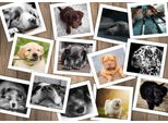 Grafika Puzzle Cani - 2000 Pezzi - Collage Di Animali A Puzzle