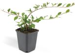 Copertura Del Terreno - Nespolo Strisciante - Cotoneaster Dammeri 'Major' - Vaso Da 9 Cm - Set Di 60 Piante