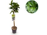 Greenboutiq - Pianta Da Giardino - Prunus Lauroverasus Etna® - Pianta A Stelo - Pianta Da Patio - Sempreverde - Bassa Manutenzione - Vaso 19Cm Altezza 90Cm