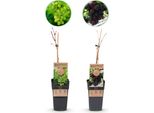 Greenboutiq - Pianta Da Frutto - Uva Viola E Bianca - Vitis Vinifera Vanessa E Himrod - Senza Semi - 2 Piante - Vaso 15Cm Altezza 50Cm
