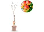 Greenboutiq - Pianta Da Frutto - Melo - Malus Domestica Jonagold - Mela Giallo-Verde - Vaso 21Cm Altezza 90Cm
