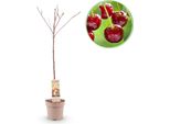 Greenboutiq - Pianta Da Frutto - Ciliegio - Prunus Avium Regina - Ciliegio Rosso - Vaso 21Cm Altezza 90Cm