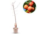 Greenboutiq - Pianta Da Frutto - Prugna - Prunus Domestica Victoria - Prugna Rossa - Vaso 21Cm Altezza 90Cm