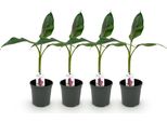 Greenboutiq - Pianta Da Frutto - Pianta Di Banano - Musa Sikkemensis Red Tiger - Resistente - 4 Piante - Vaso 17Cm Altezza 40Cm