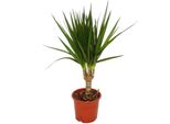 Dracaena Marginata 1 Pianta D'appartamento Depuratore D'aria Vaso Da 12Cm