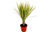 Dracaena Marginata Bicolor Bicolore 1 Pianta Facile Da Curare, Pianta D'appartamento Che Purifica L'aria, Vaso Da 12 Cm