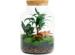 Giardino Di Bottiglie "Milky"" - Terrario Vegetale Fai Da Te - 30 Cm Di Altezza - Con Palma Dragone"