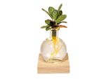 Meergroothandel Calathea In Vetro Di Samoa Con Illuminazione A Led - 10 Cm, ø12 Cm