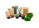 Urbanjngl Kit Terrario Per Piante - Bonsai Di Ficus Ginseng - Ricarica E Starter Kit Kit Terrario Per Piante - Bonsai Di Ficus Ginseng - Ricarica E Starter Kit - Fai Da Te